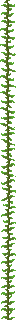 Kelp Plant icon