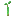 Mangrove Propagule icon