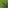 Small Dripleaf icon
